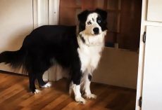 Dog Stomps Feet When Told She Can’t Go Outside