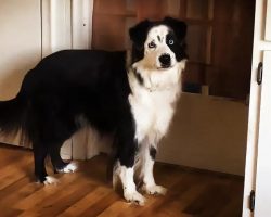 Dog Stomps Feet When Told She Can’t Go Outside