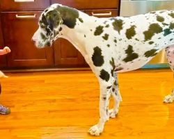 Giggling Toddler Teaches Giant Great Dane To Sit For Treats