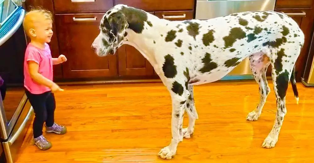 Giggling Toddler Teaches Giant Great Dane To Sit For Treats