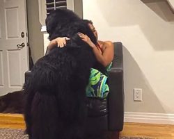 Massive Newfoundland Thinks He’s A Tiny Lap Dog