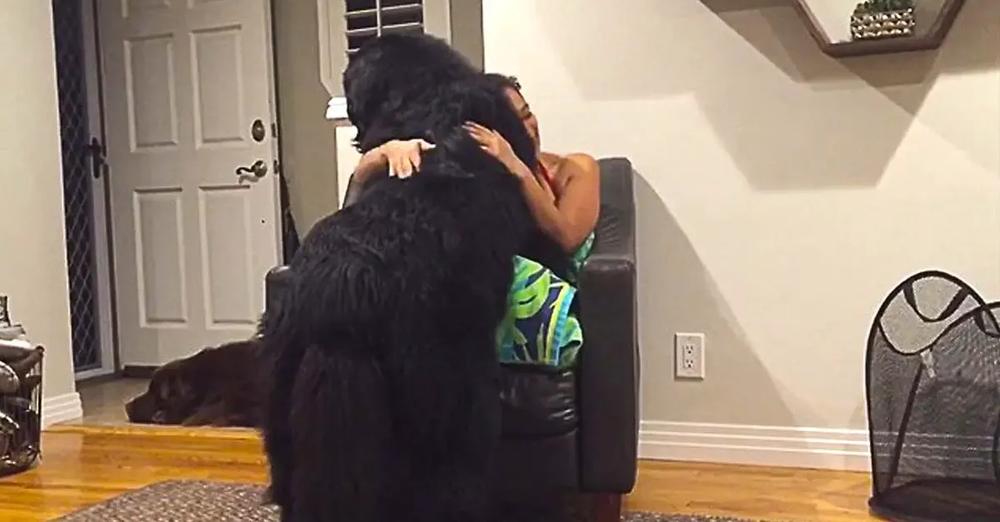 Massive Newfoundland Thinks He’s A Tiny Lap Dog