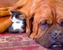 135-Pound Mastiff Becomes Obsessed With A Tiny Kitten