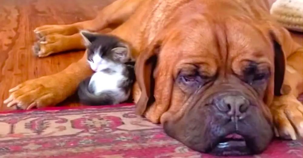 135-Pound Mastiff Becomes Obsessed With A Tiny Kitten