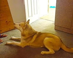 Husky Refuses To Take Shower, Vocally Argues With Owner