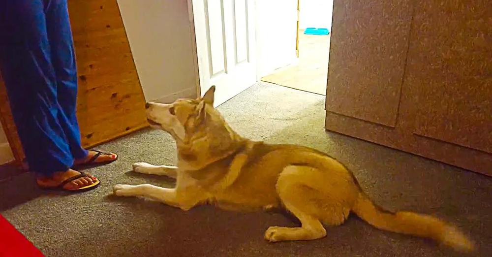 Husky Refuses To Take Shower, Vocally Argues With Owner