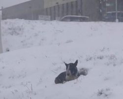 Bull Terrier Found Laying In The Snow Next To Freeway Melts In Rescuers Arms