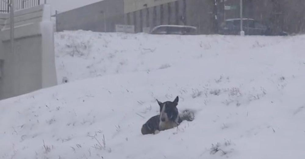 Bull Terrier Found Laying In The Snow Next To Freeway Melts In Rescuers Arms