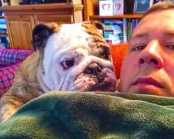 Bulldog Wants To Lay On Top Of Dad, Pouts Like A Child When He Says No