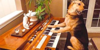 Rescue Dog Puts On A Piano Performance And Then Takes A Bow