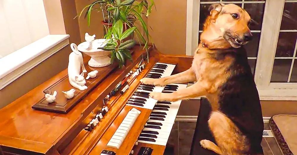 Rescue Dog Puts On A Piano Performance And Then Takes A Bow