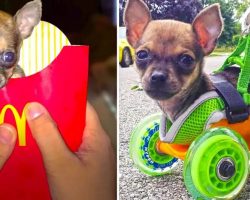 Tiniest Puppy Born Without Front Legs Loves To Race Around On His Wheels