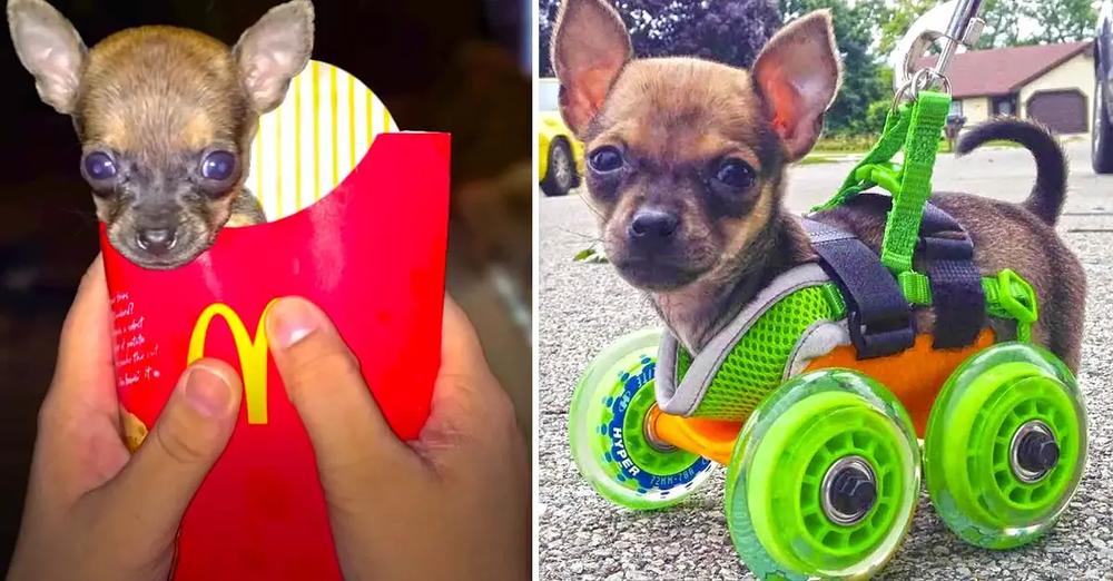 Tiniest Puppy Born Without Front Legs Loves To Race Around On His Wheels