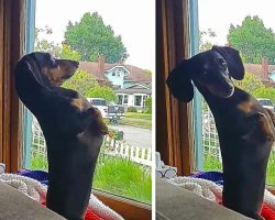 Weenie Dog Hysterically Sits Upright To Look Out Window