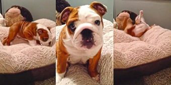 Adorable Bulldog Puppy Cannot Get Enough Of His New Comfy Bed