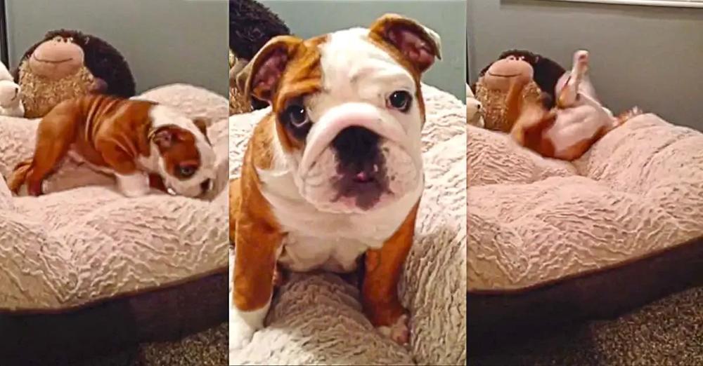 Adorable Bulldog Puppy Cannot Get Enough Of His New Comfy Bed