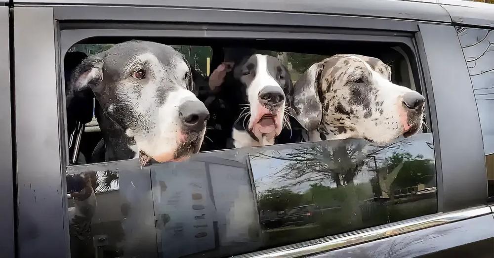 Car Full Of Great Danes Order Ice Cream At Drive Thru