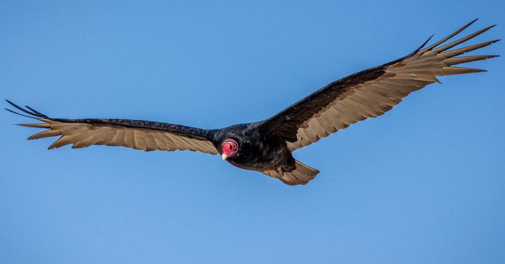 Oregon Zoo releases seven critically endangered California condors into the wild