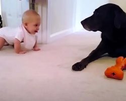 Baby Crawls For The First Time And Is Rewarded With A Kiss