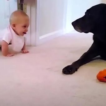 Baby Crawls For The First Time And Is Rewarded With A Kiss