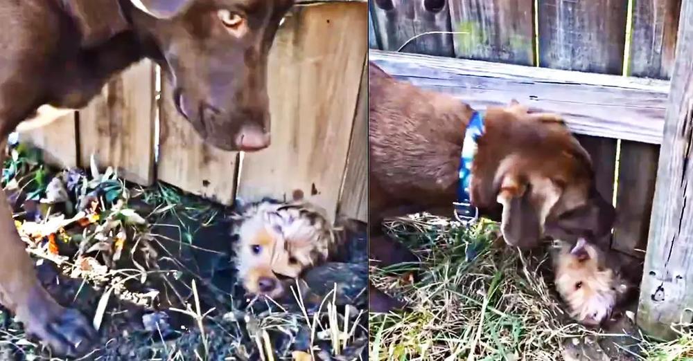 Smart Puppy Digs a Tunnel Under Fence to Invite Neighbor Friend to Play