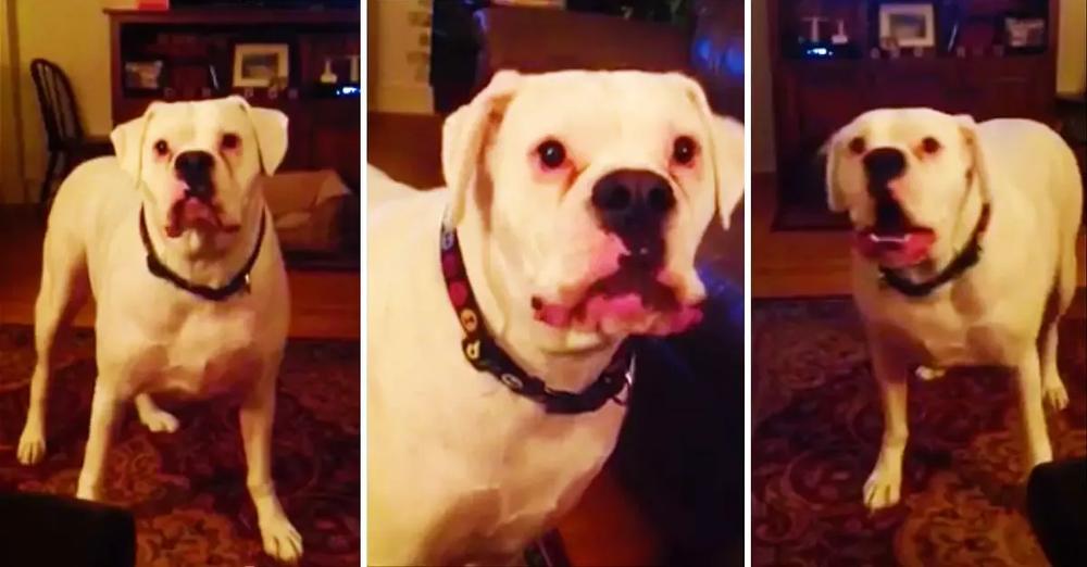 Tired Boxer Argues With Owner About Bedtime