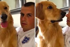 Golden Retriever Has Hilarious Reaction To Finding Out He’s Getting A Baby Brother