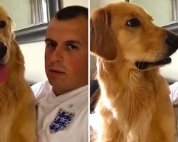 Golden Retriever Has Hilarious Reaction To Finding Out He’s Getting A Baby Brother