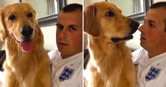 Golden Retriever Has Hilarious Reaction To Finding Out He’s Getting A Baby Brother