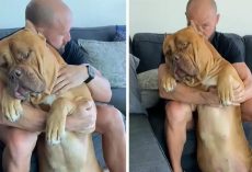 Massive 160 Pound Pit Bull Loves to Cuddle