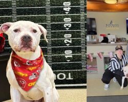 Dog named Chief, shelter’s longest resident, gets adopted on Super Bowl Sunday