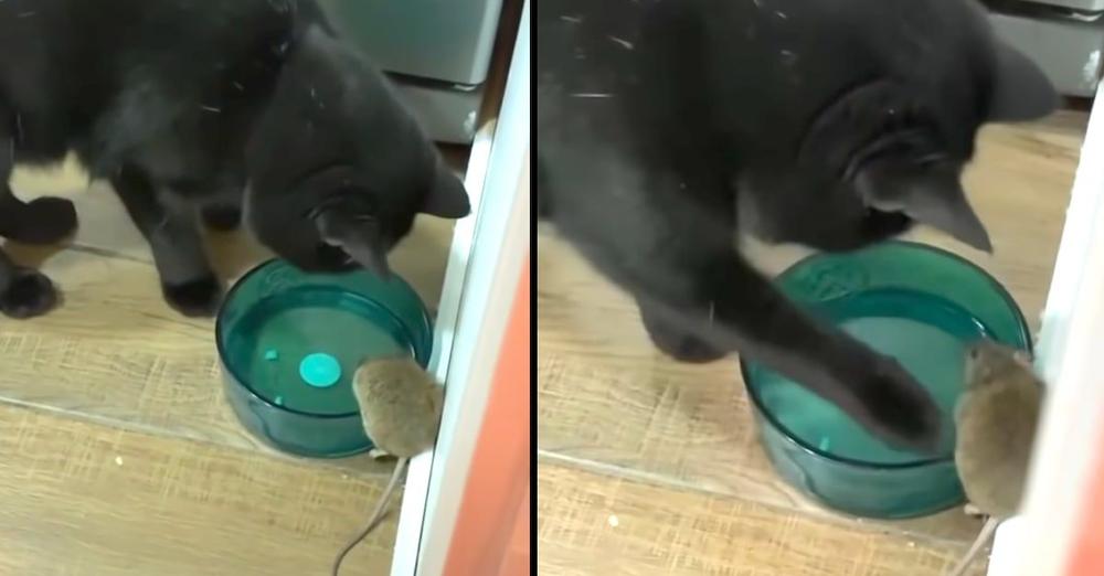 Man Finds His Cat Befriending The Mouse He Was Supposed To Chase Away