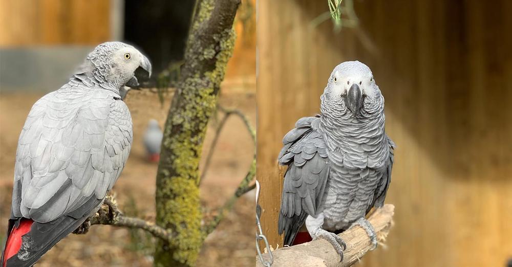 Foul-mouthed parrots have been scandalizing visitors at British zoo — now staff has a plan to clean up their dirty mouths