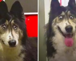 Dog Finds A New Home After Family Dumps Her At The Shelter For Her “Weird Eyes”