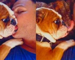 Adorable Bulldog Puppy Loves Owner’s Kisses