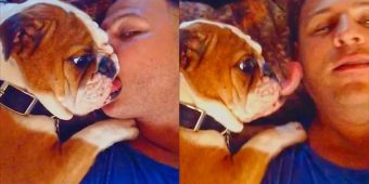 Adorable Bulldog Puppy Loves Owner’s Kisses