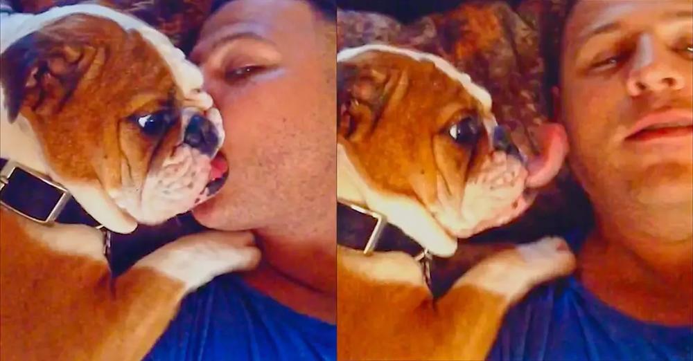 Adorable Bulldog Puppy Loves Owner’s Kisses