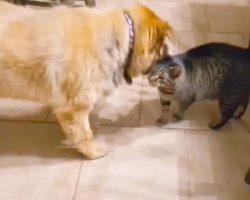 Cat’s Emotional Reaction To Being Reunited With Blind Dog Is Amazing