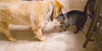 Cat’s Emotional Reaction To Being Reunited With Blind Dog Is Amazing