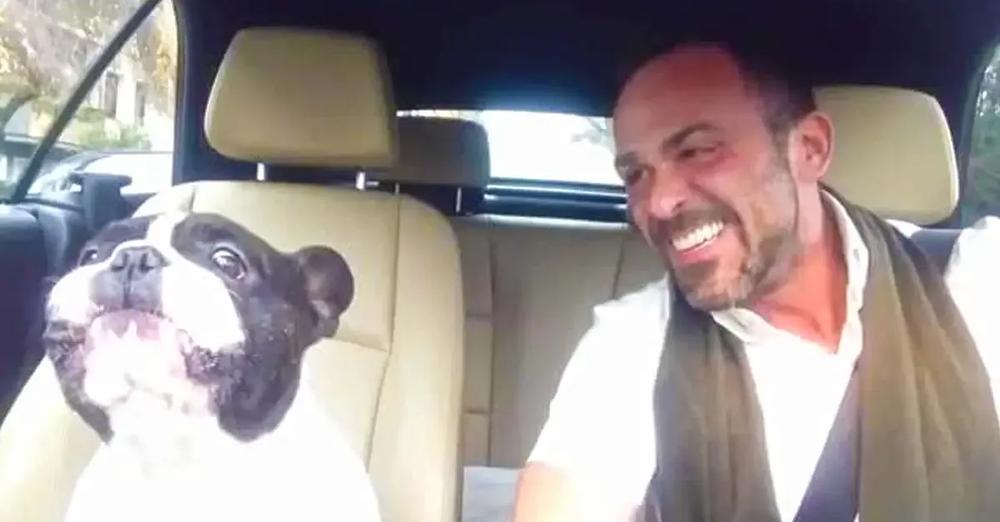 Singing Frenchie Is Back For Another Duet With His Owner