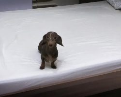Dachshund Goes Nuts When Allowed To Play On The Bed