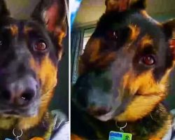 Home Security Footage Picks Up Hilarious Footage Of Guard Dog