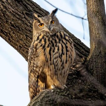 New Yorkers mourn Flaco, beloved local owl who escaped Central Park Zoo and lived free in city