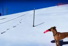 Dog Watches People Sledding, Proceeds To Do It Herself
