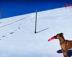 Dog Watches People Sledding, Proceeds To Do It Herself