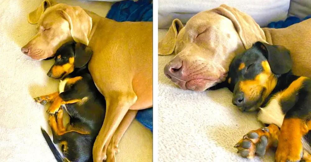 Adorable Dog Overcomes Crippling Anxiety Thanks To Miniature Dachshund