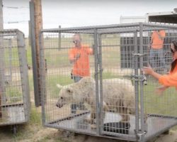 Bears Caged For 20 Years Finally Take Their First Steps Of Freedom
