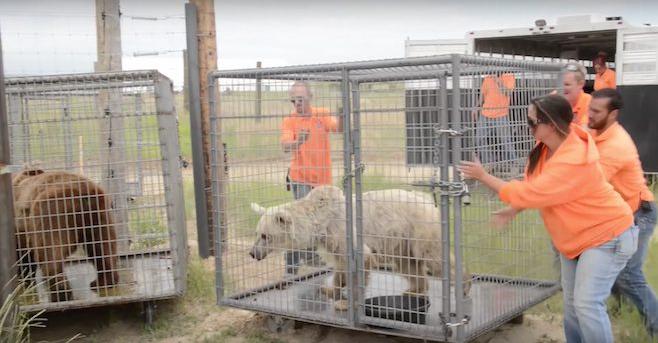 Bears Caged For 20 Years Finally Take Their First Steps Of Freedom