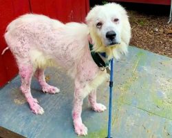 Hairless Great Pyrenees Turns Into The Fluffiest, Happiest Dog