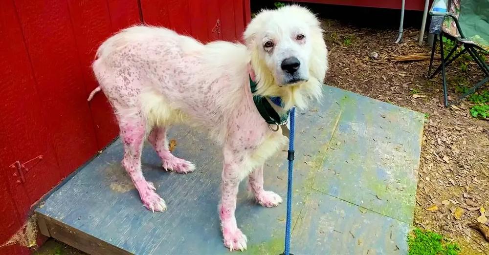 Hairless Great Pyrenees Turns Into The Fluffiest, Happiest Dog